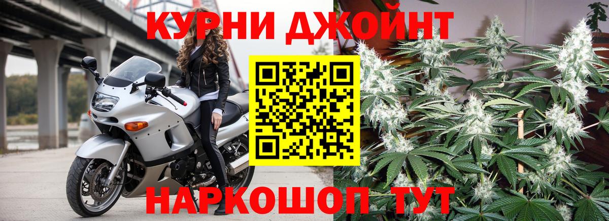 Конопля сатива Гай